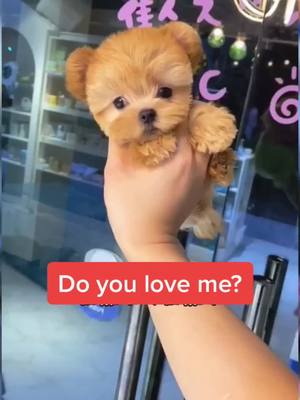 A post by @jauy007 on TikTok caption: Do you love me?#dog #TIkTok