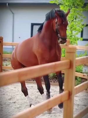 A post by @edit_.horsecpovfit._ on TikTok caption: Play with me ?😄#edit #fypシ #horse #bai