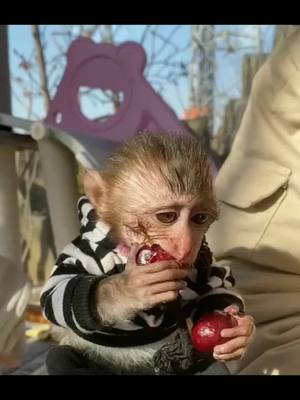 A post by @illimeak on TikTok caption: #foryou #pet #monkey