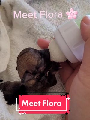 A post by @lea.ellefsen on TikTok caption: Meet Flora 🌸 #chihuahua #dog #puppy  #purebred #fyp #foryoupage