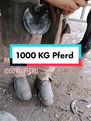 A post by @derhufschmied on TikTok caption: #horse #foryou #fürdich #schmied #satisfyingposts #satisfiyingvideo #pferde #hufbeschlag #hufbearbeitung #hufschmied #equestrian #asmr #farrier #fy