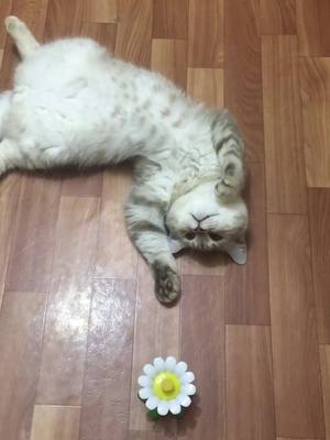 A post by @liutik_cat on TikTok caption: #cat #catlover #fyp #live