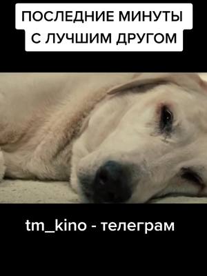 A post by @tm_kino on TikTok caption: 🎬ФИЛЬМ В НАШЕМ ТЕЛЕГРАМЕ - @tm_kino #трейлер #kino #movie #драма #ФИЛЬМЫ2021 #смотретьфильм #вреки #киношка #online #fyr #on #новое #film #fypシ