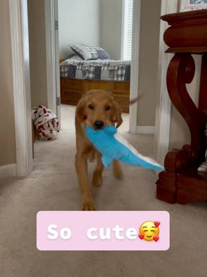 A post by @stellaandnelliee on TikTok caption: Always has to have her dolphin in her mouth #goldenretrieverlife #puppiesoftiktok #stellathegolden #stella #fyp #goldenretriever #golden #dogsoftiktok