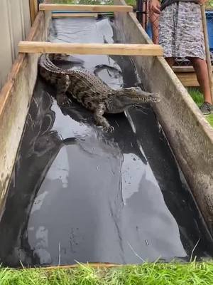 A post by @primitivepredator on TikTok caption: Summer Slip N’ Slide !!!#crocodile ##Summer#reptile #reptilesofinstagram #cute ##Love#animal #animalsofinstagram #wildlife #nature #baby