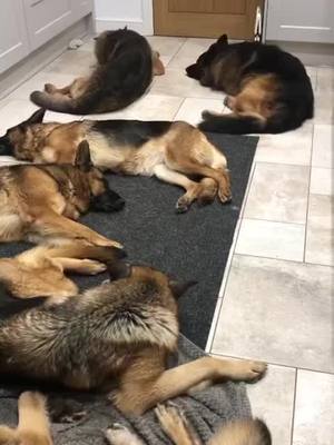 A post by @germanshepherdowner on TikTok caption: Am I in your dreams? #petlover #fyp #fypシ #dogsoftiktok #pet #dreams