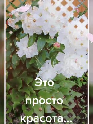 A post by @mila_pet3 on TikTok caption: Это пррсто красота!!!🌿🌿🌿🌿🌸🌸🌸🌸☘️☘️☘️