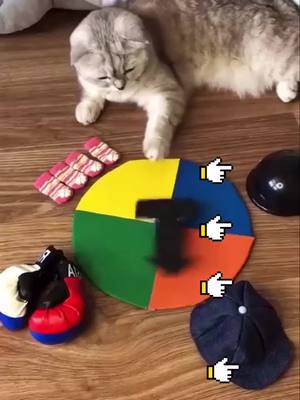 A post by @p49_pets on TikTok caption: will you play with me?🥺🥺🥺#pet #cat #foryou #foryou