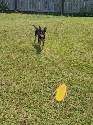 A post by @bunnytherabbitdog on TikTok caption: Bunny had been chasing and eating Junebugs today. 🥰🤩😍 #fyp #happydog #cerebellarhypoplasia