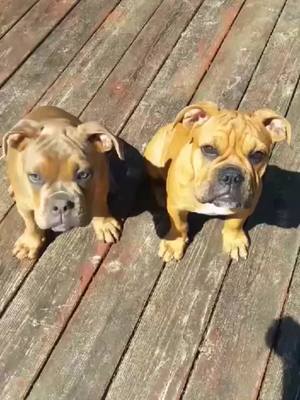 A post by @bulldogtwinpups on TikTok caption: #bulldog #fyp #dogsoftiktok #puppy