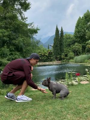 A post by @santifrenchbulldog on TikTok caption: #bulldogfrancese #rivadelgarda ❤️