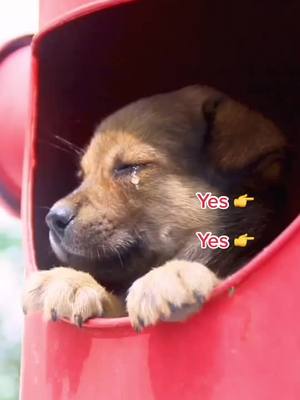 A post by @dogg710219 on TikTok caption: #foryou #fpy #doggo #doghelper #poordog #golden