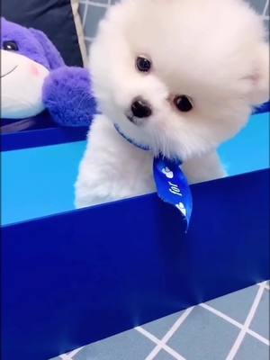 A post by @ccpetcommune on TikTok caption: I heard that this sound can attract the attention of all puppies#cute #puppy #funny #doglife #doggo