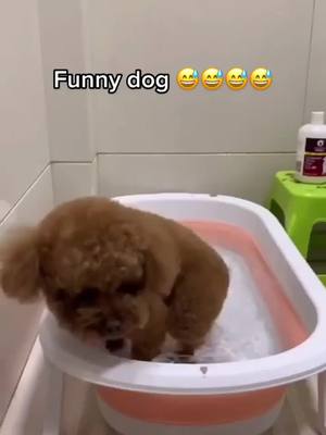 A post by @juejue8577 on TikTok caption: #greenscreenvideo #dog #foryou #fypシ #funny #pets #fy #funnydog