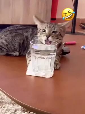 A post by @juejue8577 on TikTok caption: #greenscreenvideo #cat #foryou #fypシ #funny #funnycute #pets