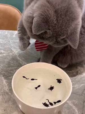 A post by @qwf45 on TikTok caption: Does it taste good?#funnycat