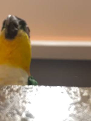 A post by @therealgerlt on TikTok caption: “Oh you’re recording? Okay but just a little bit.” #caique #bird #birdsoftiktok