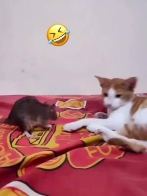 A post by @juejue8577 on TikTok caption: #greenscreenvideo #cat #foryou #fypシ #🐈 #funnycute #funny#funnyy