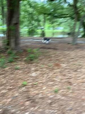 A post by @sirwhiskeypuppingtons on TikTok caption: Zoomies x1000 🐺💨 #huskystuff #huskiesoftiktok #fluff #doggo #FYP #fypsounds #puppytiktok