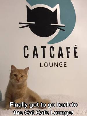 A post by @finforthe.win on TikTok caption: Had a good day at the @catcafelounge #cats #trapking @the_original_trapking @nathanthecatlady #catcafe #catsoftiktok