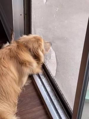 A post by @chubbsthegolden on TikTok caption: top resume skills include digging holes and losing my pawents security deposit 💸 #goldenretriever #tellmeyouhave #dogsoftiktok #goldenboy