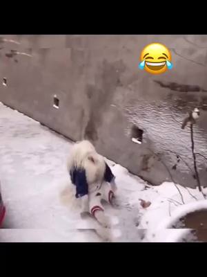 A post by @juejue8577 on TikTok caption: #greenscreenvideo #foryou #fypシ #funnycute #funny #fy #pets #pet