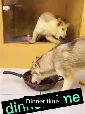 A post by @fjh611a on TikTok caption: Dinner time #foryou #dog #pet