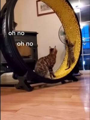 A post by @qwf45 on TikTok caption: Oh no oh no #funnycatsoftiktok #funnyanimalsvideos #cuteanimals #cutecatsoftiktok