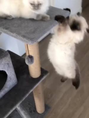 A post by @qwf45 on TikTok caption: Nooo poor mufasa!!!😌#lionking#lionkingchallenge #littlefloofs #foryou #foryoupage #fyp #viral#trending #trendingnow #trendy #kittensoftiktok #kitty