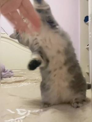 A post by @magalyable on TikTok caption: #cute #cat #pets