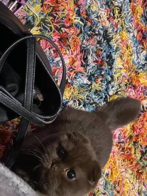 A post by @mccannabis11 on TikTok caption: My little brown bear 🥺🐻 #browncat #catsoftiktok #scotishfold #kittensoftiktok #GossipGirlHere