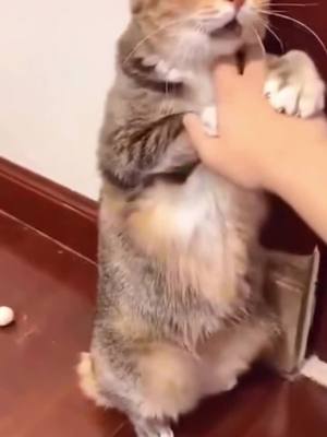 A post by @qwf45 on TikTok caption: I'm so cute, you can't do it🤣🤣#cat #catlover #fypシ #cute #cutecat