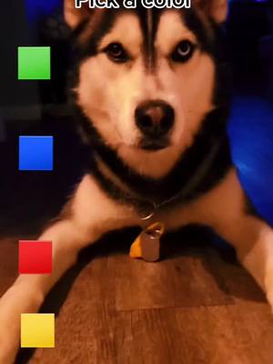 A post by @minipetfarm on TikTok caption: pick a color #husky #fyp #viral