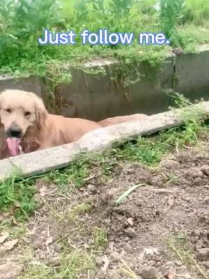 A post by @mygoldenbest on TikTok caption: You will be my brother from now on.#dog #dogstory #helpinghand #goldenretriever