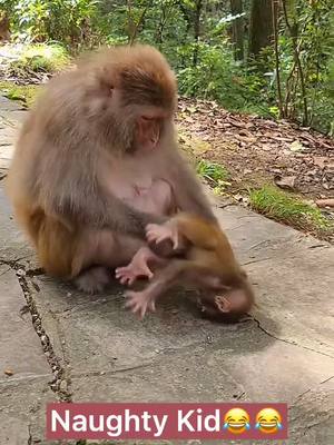 A post by @funnyc2000 on TikTok caption: Naughty kid#monkey #monkeyoftiktok #babymonkey #cute #funny #foryoupage ##foryou #fy #fyp