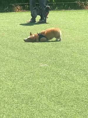 A post by @yunabutts1 on TikTok caption: Dog park Sundays 😊 #corgi #fyp #foryou