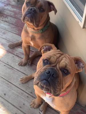 A post by @bulldogtwinpups on TikTok caption: #fyp #bulldog