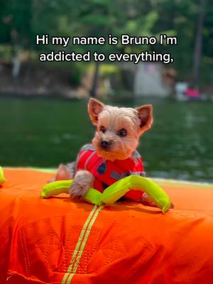 A post by @just.a.pup_bruno on TikTok caption: I love up north😁#yorkie #brunopup #FYP #getthisviral #upnorth #minoquawi