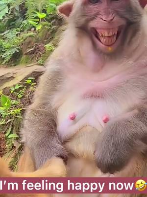 A post by @funnyc2000 on TikTok caption: #monkey #monkeyoftiktok #cute #funny #foryoupage #foryou #fy #fyp