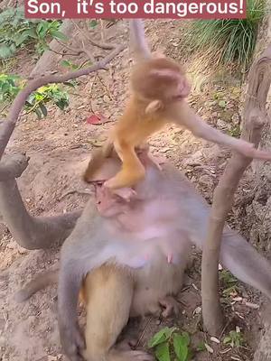 A post by @funnyc2000 on TikTok caption: #monkeyoftiktok #monkey #babymonkey #cute #funny #foryou #foryoupage #fy #fyp