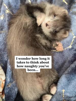 A post by @get_your_ferret_out on TikTok caption: Oh little Ophelia 💕 you’re never naughty!! #fypシ #ferret #pet #cute #animal #angoraferret #dracomalfoy #sweetie #babyferret #baby #funny