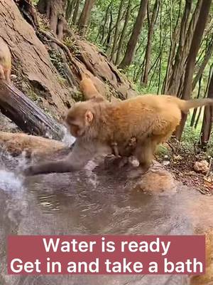 A post by @funnyc2000 on TikTok caption: #monkey #monkeyoftiktok #babymonkey #cute #funny #foryou #foryoupage #fy #fyp