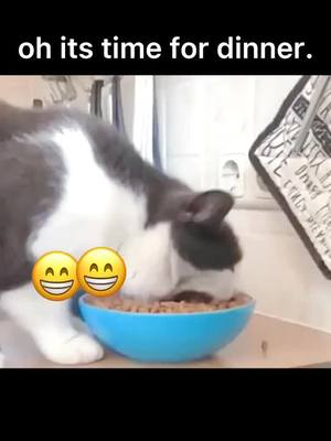 A post by @animalfun3135 on TikTok caption: #PrimeDayDealsDance #TubiTaughtMe #DontSpillChallenge #football #italywinner