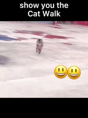 A post by @animalfun3135 on TikTok caption: #NBA finals#DontSpillChallenge #PrimeDayDealsDance #TubiTaughtMe #italywinner #PrimeDayDealsDance