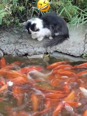 A post by @chenc099 on TikTok caption: #greenscreenvideo #cat #foryou #DontSpillChallenge #fypシ #funny #pets