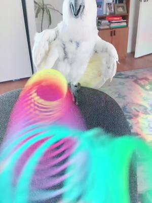 A post by @leobird88 on TikTok caption: #umbrellacockatoo #cockatoo #parrot #parrotsoftiktok #leo #play #jump #rope #jumprope #slinky #party #happy #playtime #foryou #foryoupage #fypシ #fye