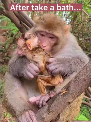 A post by @funnyc2000 on TikTok caption: #monkey #monkeyoftiktok #babymonkey #cute #funny #foryou #foryoupage #fy #fyp