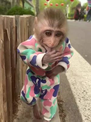 A post by @illimeak on TikTok caption: #monkey #foryou #followformore