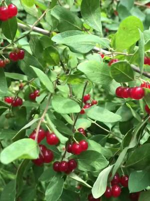 A post by @axldawonderdog on TikTok caption: Forbidden fruit #fypシ #plantsoftiktok #honeysuckle #toxic #berries #sick #dogsoftiktok #survival #fyi #nature #Outdoors #Summer #Hiking #information