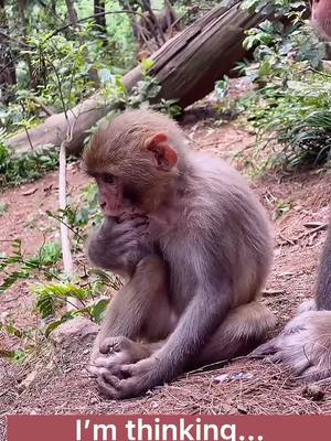 A post by @funnyc2000 on TikTok caption: #monkey #monkeyoftiktok #babymonkey #cute #funny #foryou #foryoupage #fy #fyp